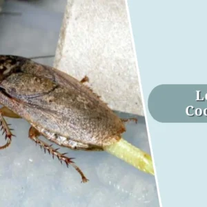 Lobster Roaches Colony