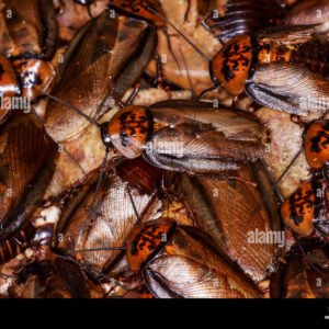 Orange Head Roaches Colony
