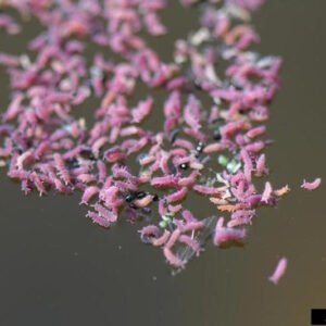 Tropical Pink Springtails