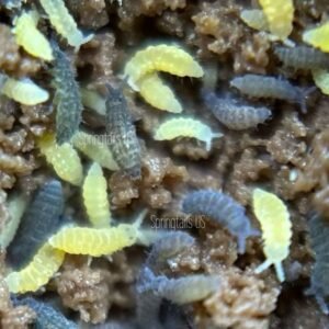 Springtails