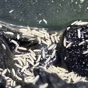 White Springtails