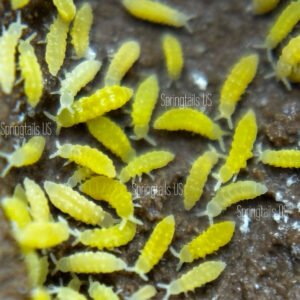 Yellow Springtails