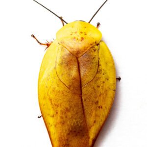 Roaches